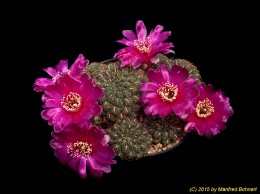 Sulcorebutia callichroma v. callichroma HS78 2018